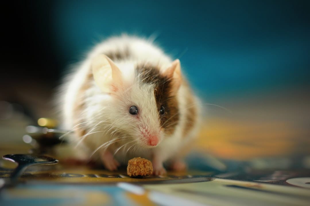 Artelo tested ART27.13 in the diet-induced obesity mouse model used across the industry.