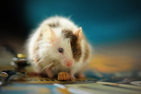 Artelo tested ART27.13 in the diet-induced obesity mouse model used across the industry.